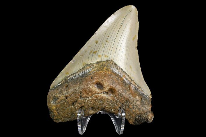 Fossil Megalodon Tooth - North Carolina #129977